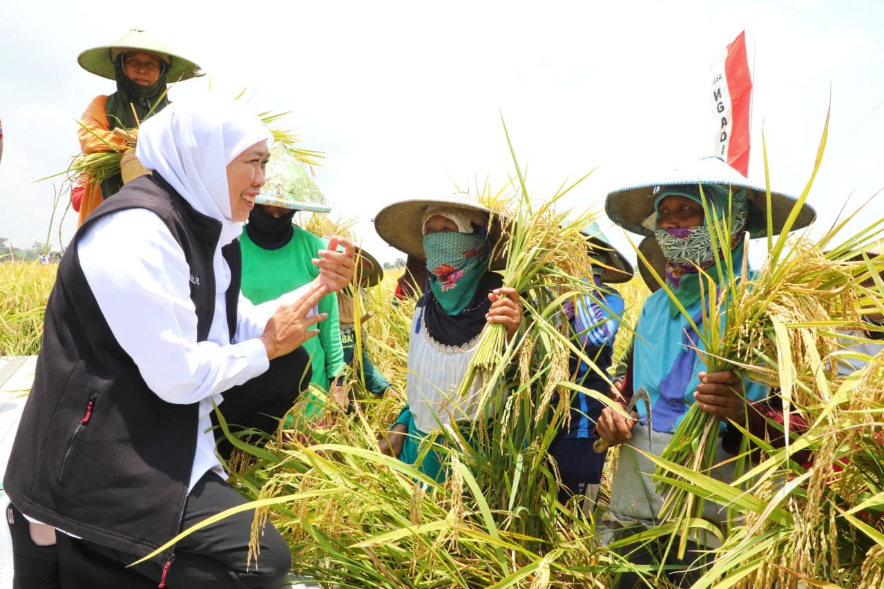 Jatim Provinsi Penghasil Beras Tertinggi di Indonesia Tahun 2024, Khofifah Pastikan Siap Dukung Swasembada Pangan Nasional