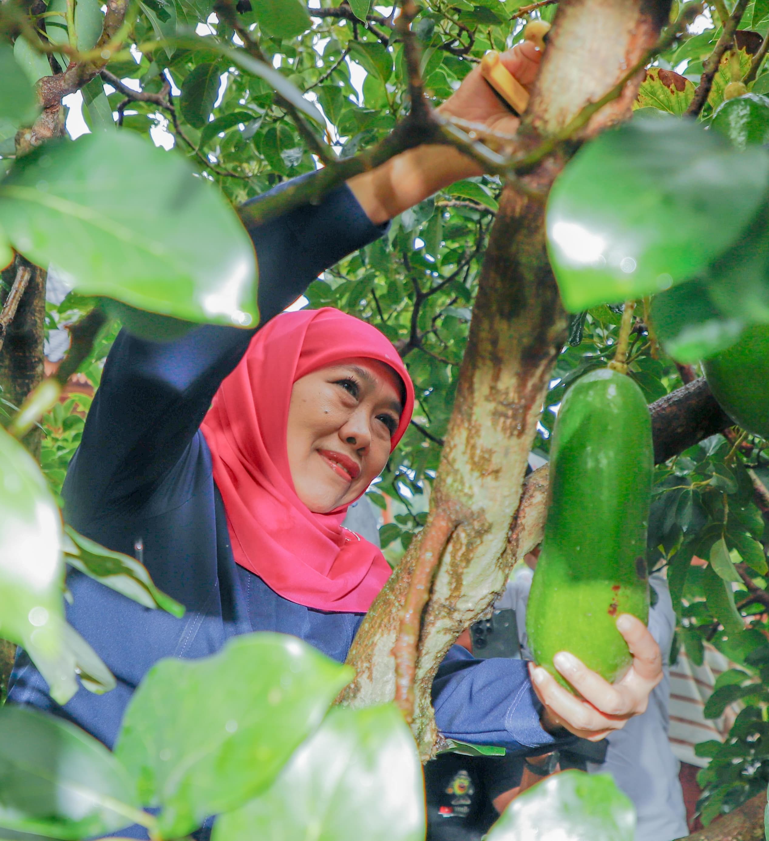 Gubernur Khofifah Kenalkan Alpukat Kelud Berukuran Jumbo Asli Kediri Jawa Timur