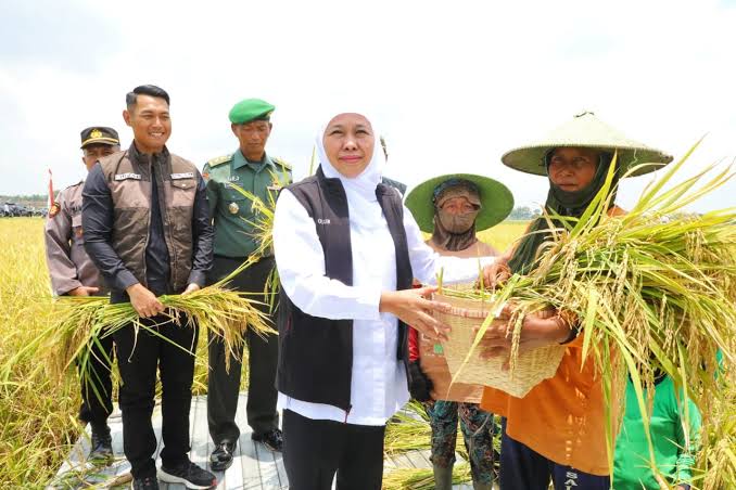 Kontribusi Laju Tanam Padi Jatim Terbesar di Indonesia,  Sumbang 25% Luas Nasional, Gubernur Khofifah: Komitmen Wujudkan Kedaulatan Pangan di Jawa Timur