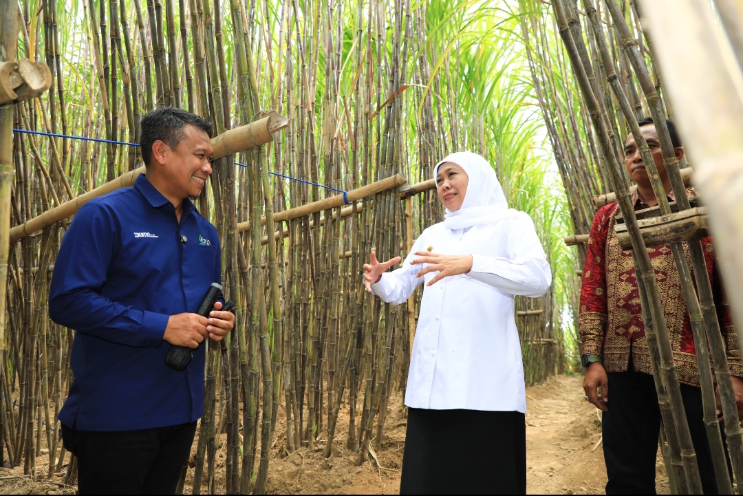 Gubernur Khofifah Luncurkan KUR Khusus Petani Tebu Jatim, Optimis Wujudkan  Percepatan Swasembada Gula Nasional