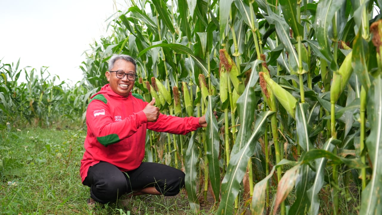 Petani Rasakan Manfaat Benih Unggul Hasil Adopsi Teknologi