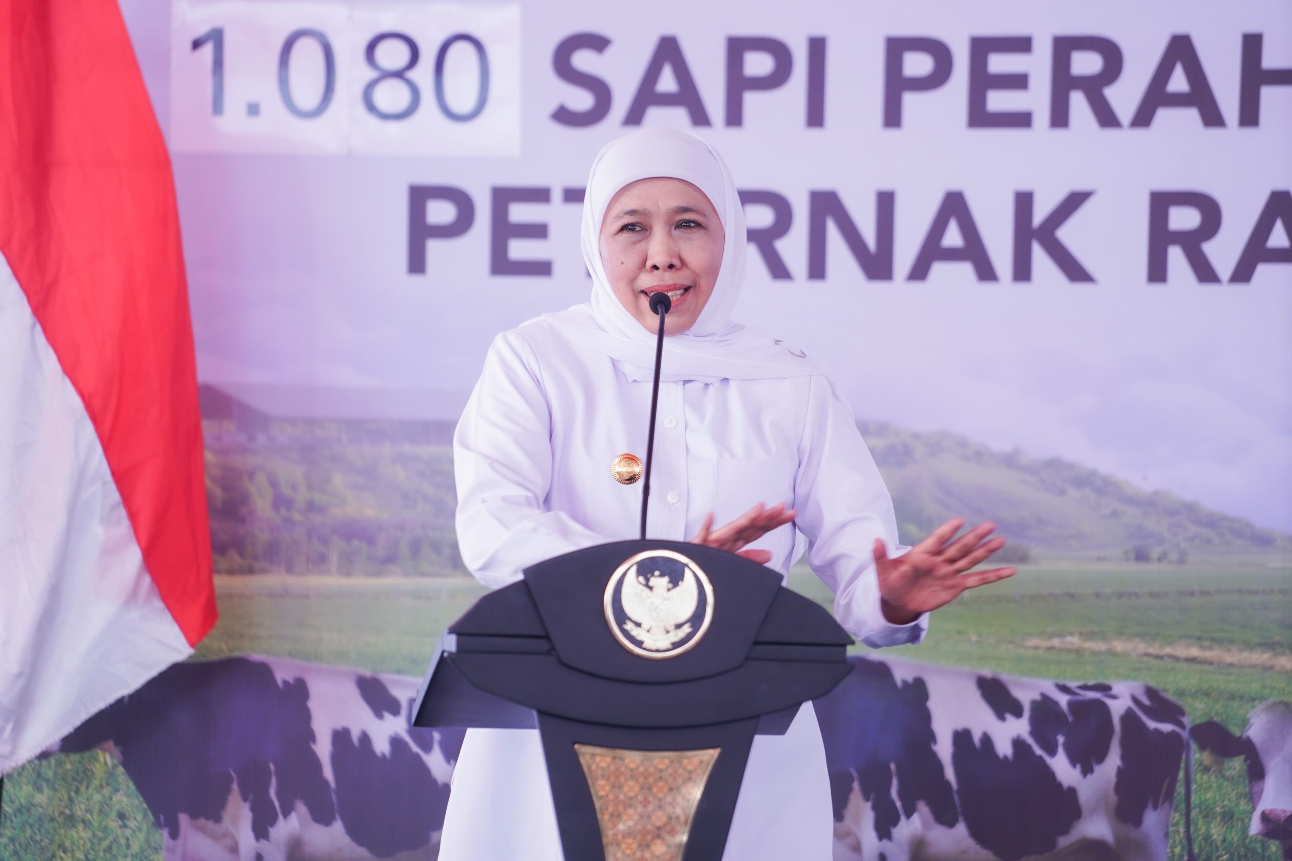 Sebanyak 1.080 Ekor  Sapi Perah dari Australia Didatangkan di Jatim, Gubernur Khofifah Optimistis Tingkatkan Produksi Susu dan Dorong Pemerataan Ekonomi