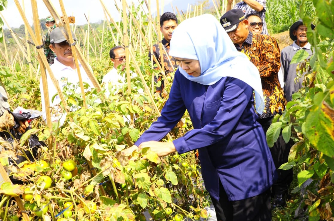 Gubernur Khofifah Turun Langsung Serap Tomat di Madiun, Ajak Bupati dan Wali Kota Bersama Jaga Stabilisasi Harga