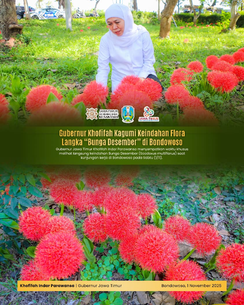 Gubernur Khofifah Apresiasi Keindahan “Bunga Desember” Bondowoso, Dorong Pelestarian Flora Langka di Bumi Tapal Kuda