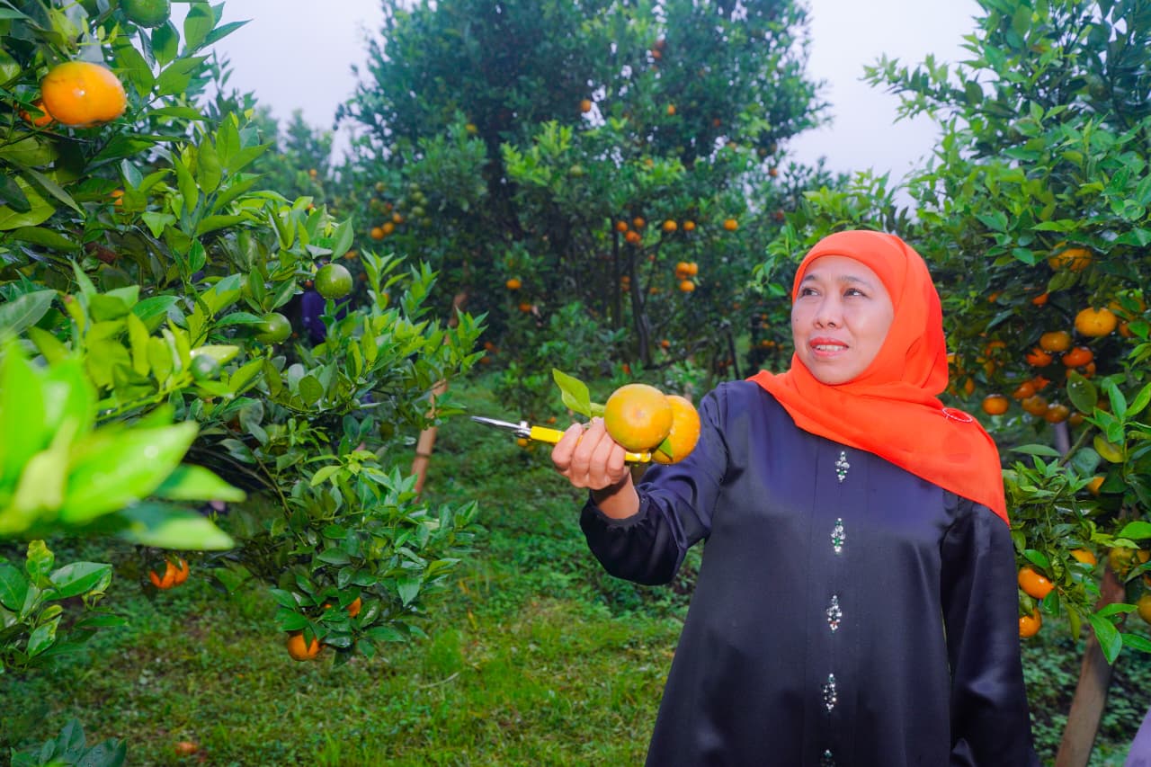 Gubernur Khofifah Nilai Jeruk Siam Madu Tutur Layak Jadi Pengungkit Ekonomi Desa Hingga Level Wisata Agro