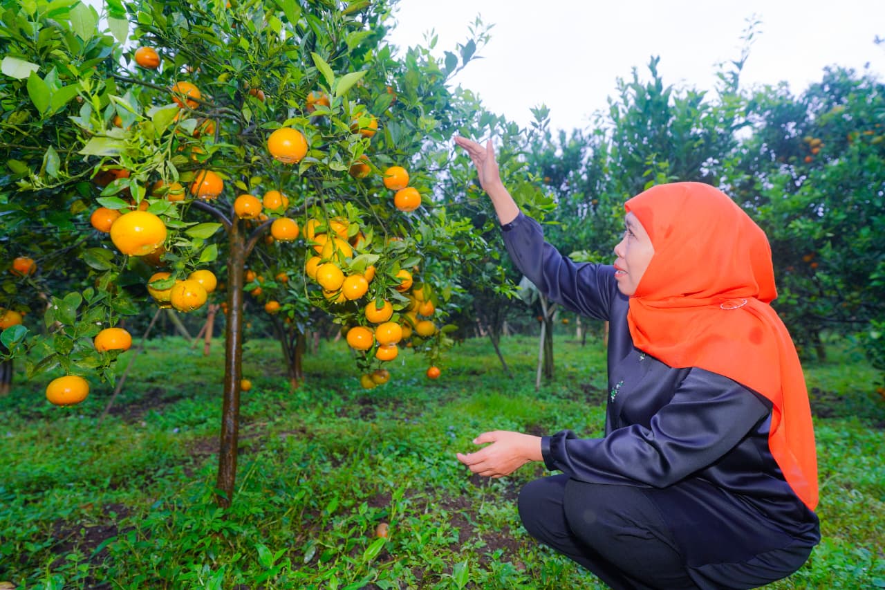 Gubernur Khofifah Dorong Optimalisasi Jeruk Siam Madu Tutur Jadi Komoditas Strategis Unggulan Jawa Timur