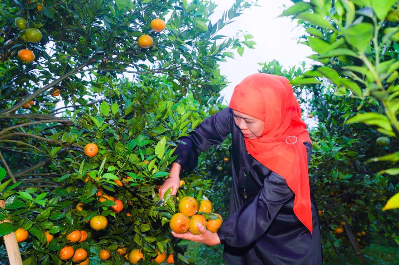 Gubernur Khofifah Dorong Optimalisasi Jeruk Siam Madu Tutur Jadi Komoditas Strategis Unggulan Jawa Timur