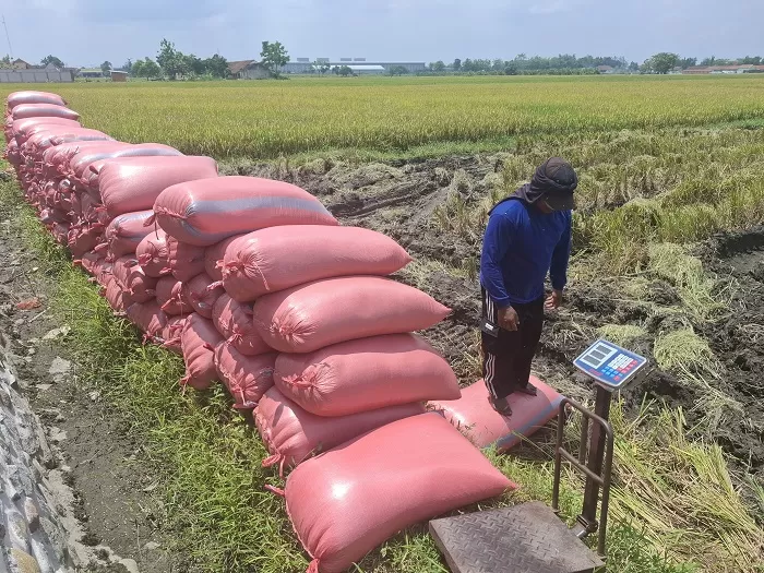 Produksi Padi Jombang Naik Drastis, Pemkab Paparkan Strategi Peningkatan