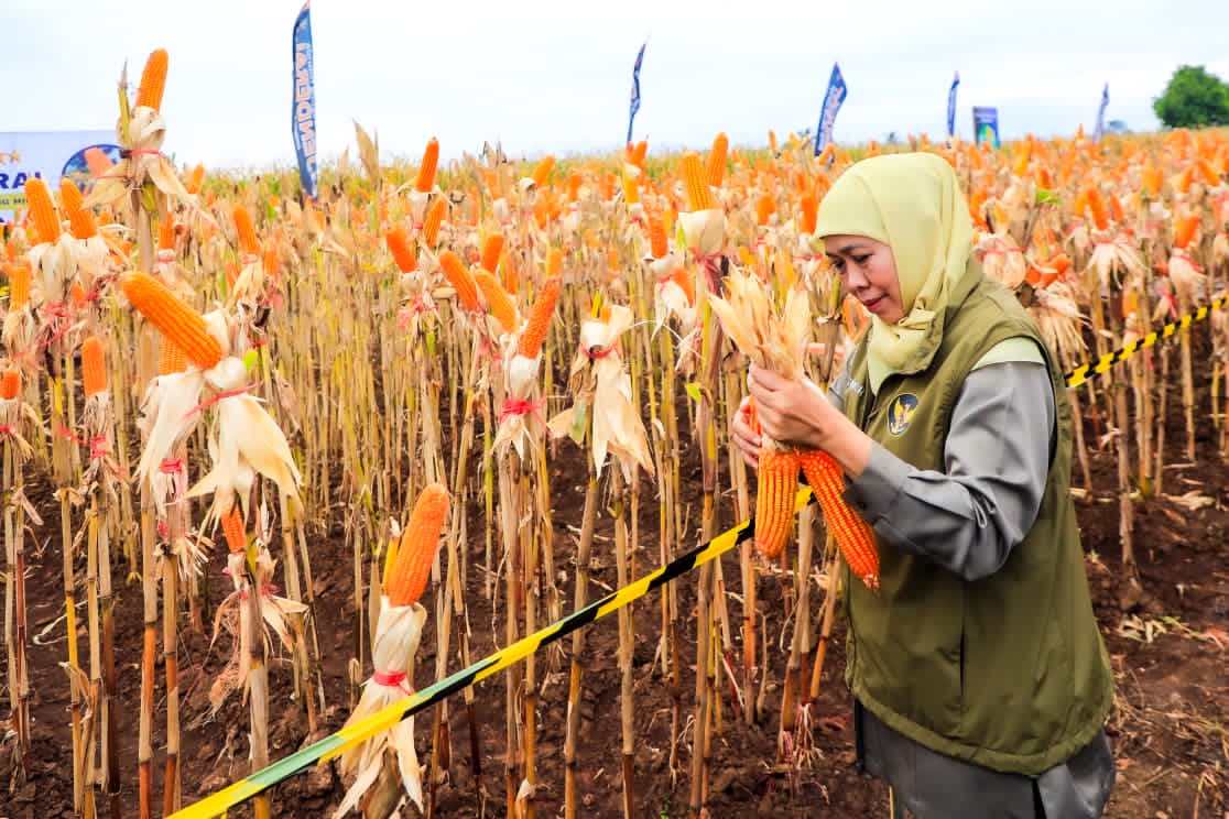 Gubernur Khofifah Indar Parawansa Dorong Pertanian Modern dan Regenerasi Petani Lewat Kolaborasi Panen Jagung