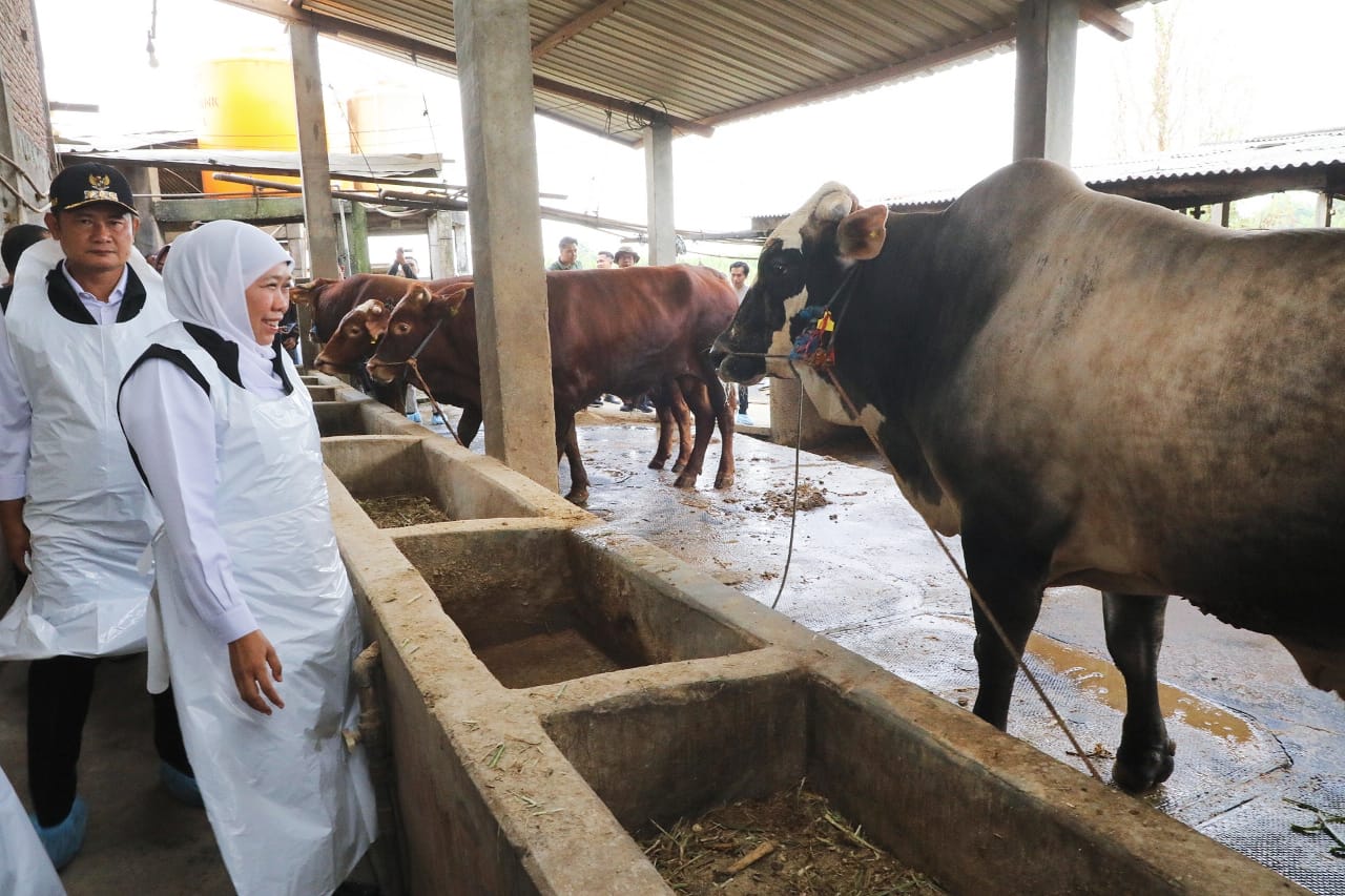 Gubernur Khofifah Siapkan Ribuan Petugas dan JULEHA untuk Sukseskan Kurban 1447 H