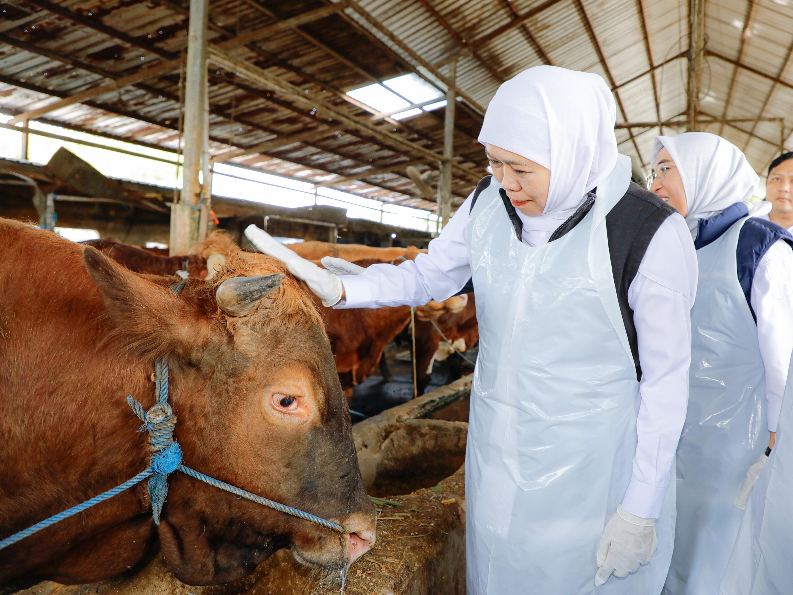 Gubernur Khofifah Dorong Jatim Jadi Penopang Kebutuhan Hewan Kurban Nasional