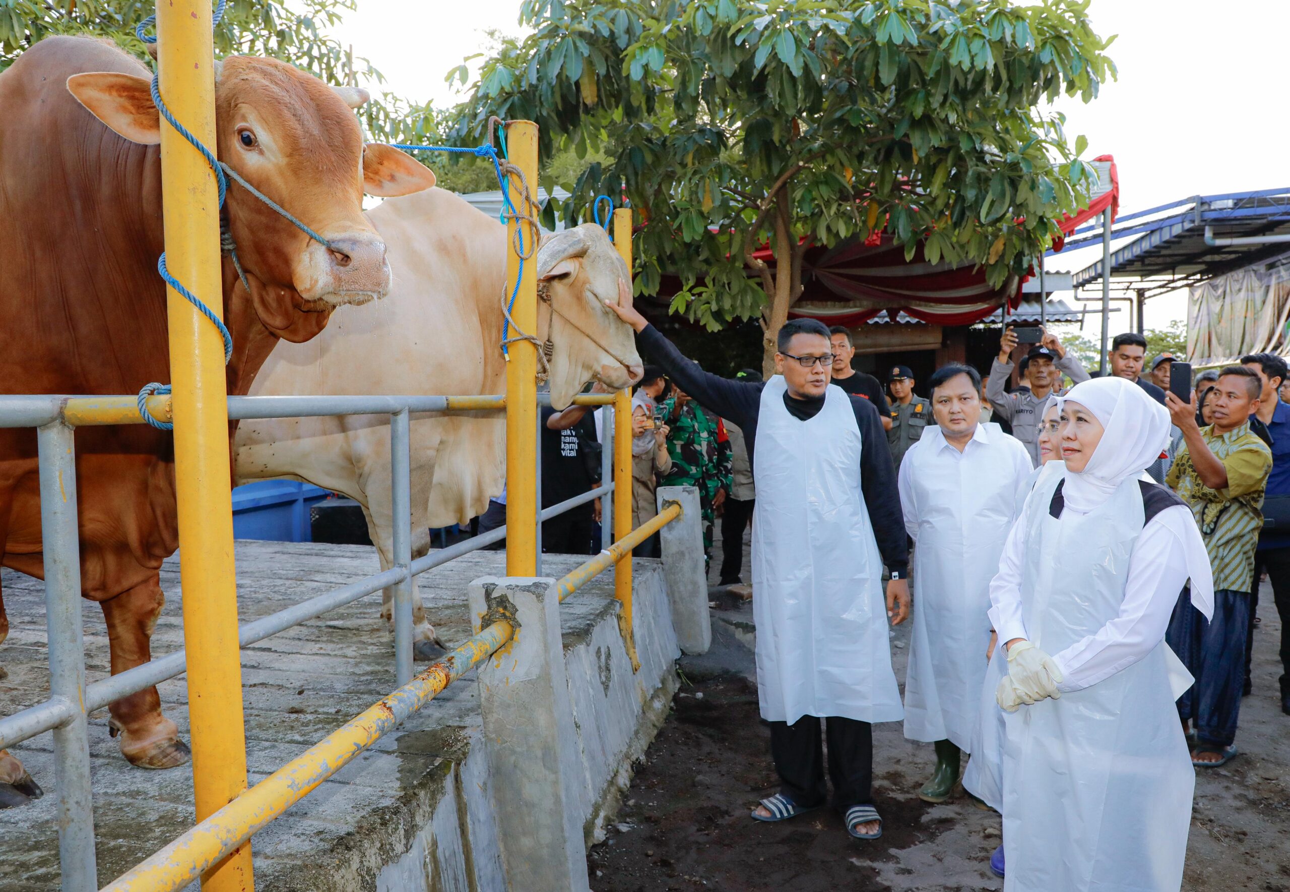 Gubernur Khofifah Pilih Sapi Kurban Berbobot Hampir 1 Ton, Soroti Keunggulan Belgian Blue