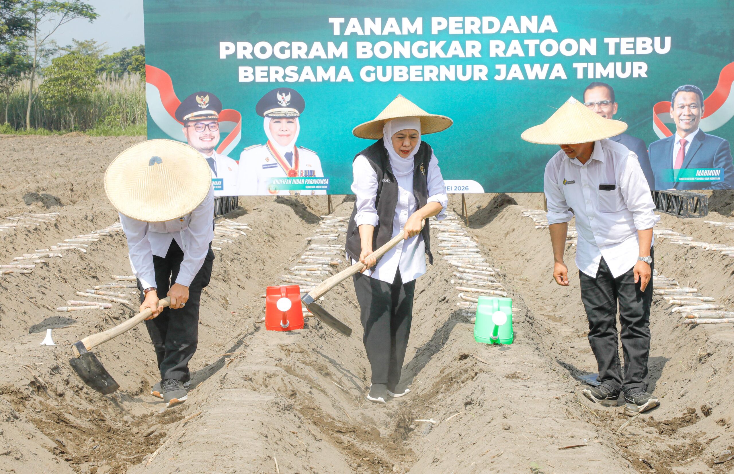 Bongkar Ratoon Tebu Jadi Langkah Strategis Jatim Tingkatkan Produktivitas dan Perluas Lahan Demi Ketahanan Pangan Nasional