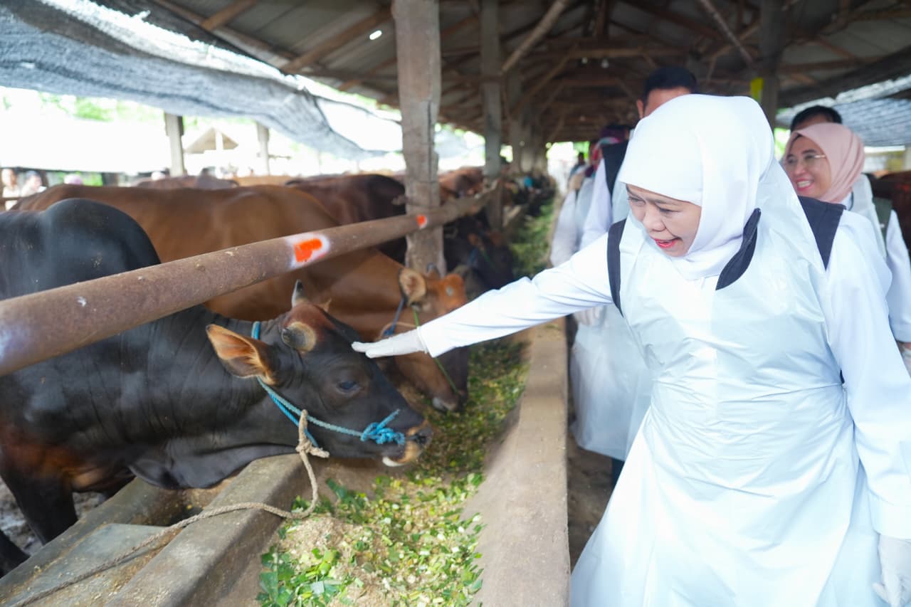 Harga Sapi Kurban Naik hingga Rp10 Juta, Gubernur Khofifah Sebut Idul Adha 2026 Dongkrak Kesejahteraan Peternak Jawa Timur